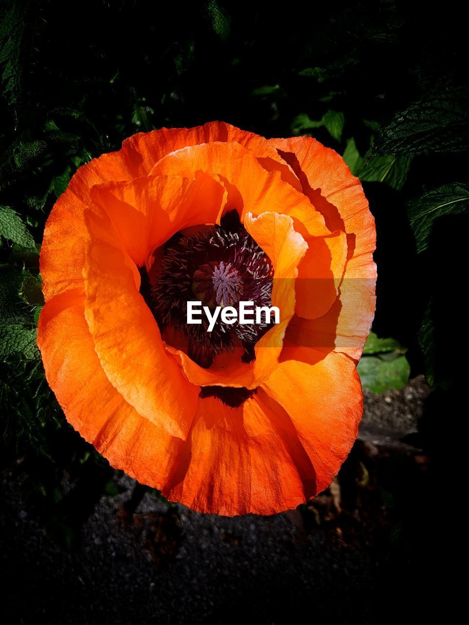 CLOSE-UP OF ORANGE FLOWER AGAINST BLURRED BACKGROUND