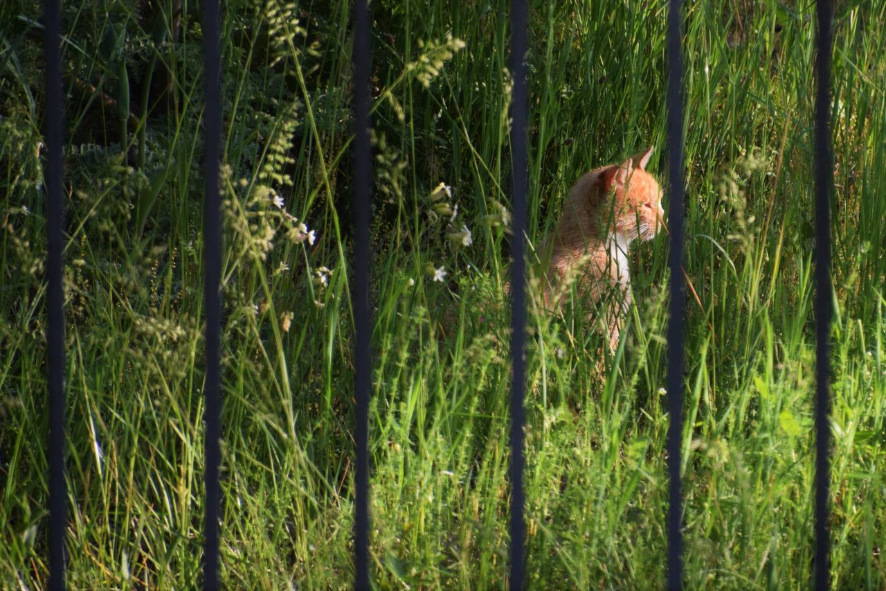 VIEW OF A MONKEY IN FOREST