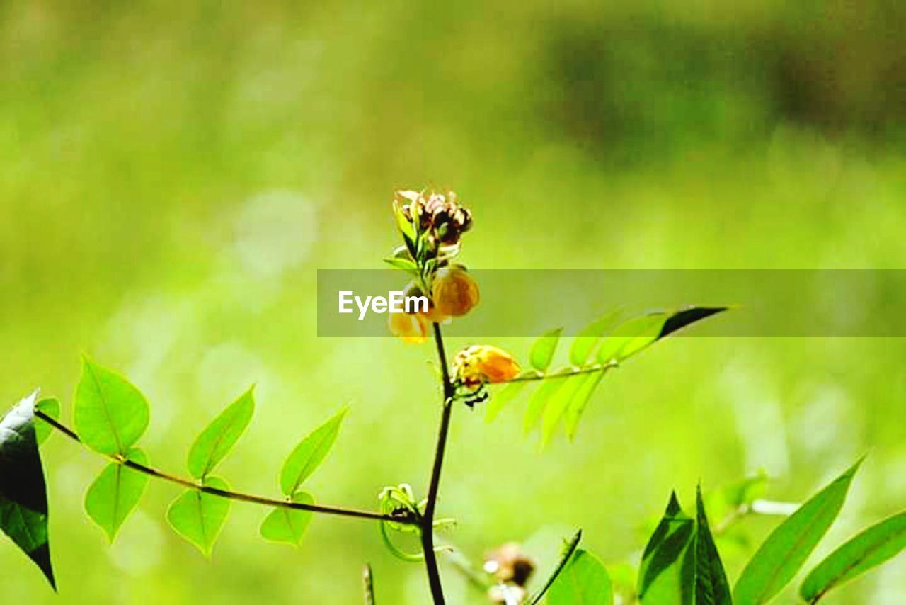 CLOSE-UP OF BUG ON PLANT