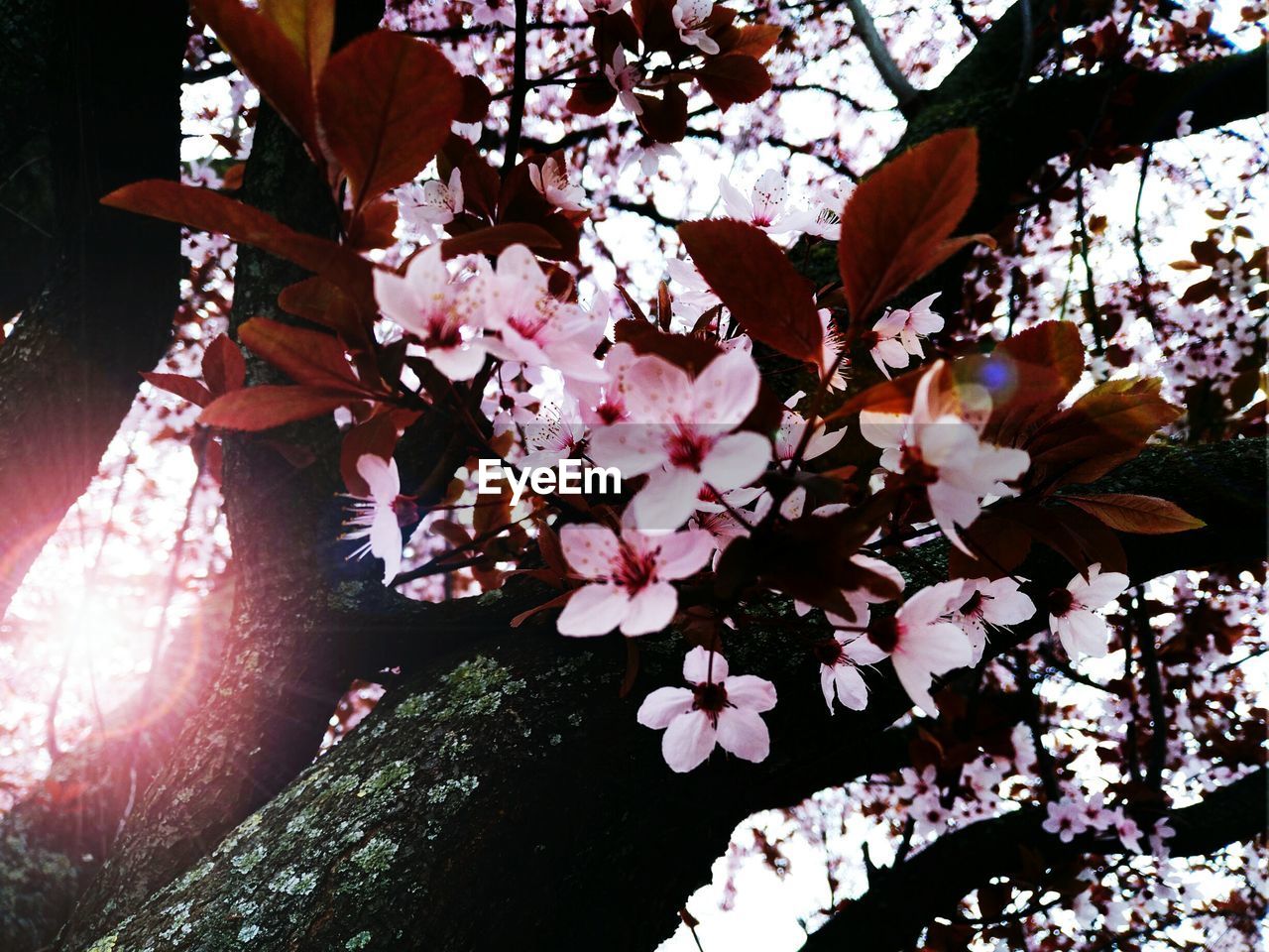 CLOSE-UP OF PINK CHERRY BLOSSOMS