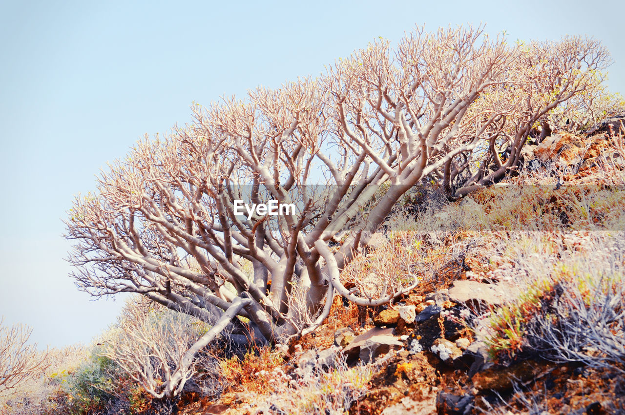 Low angle view of bare tree on hill during sunny day