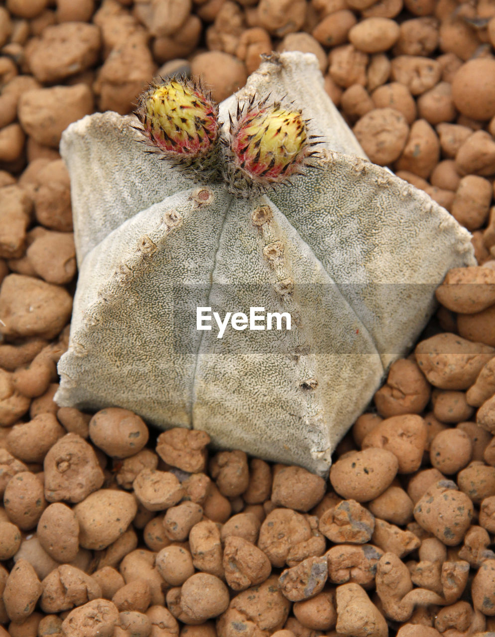 CLOSE-UP OF PEBBLES ON STONE IN CONTAINER