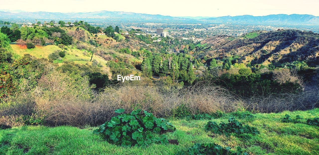 SCENIC VIEW OF FIELD