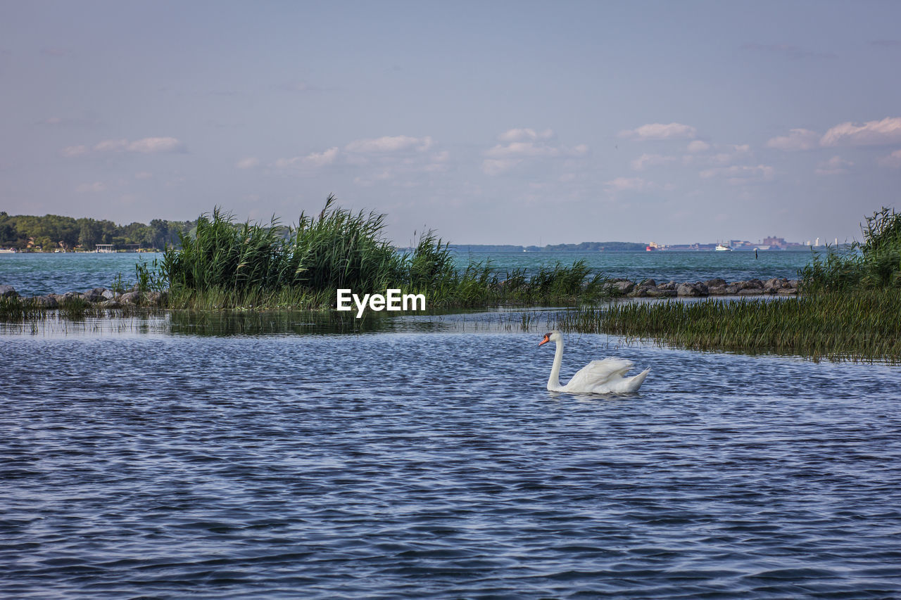 Swan swimming in lake against sky