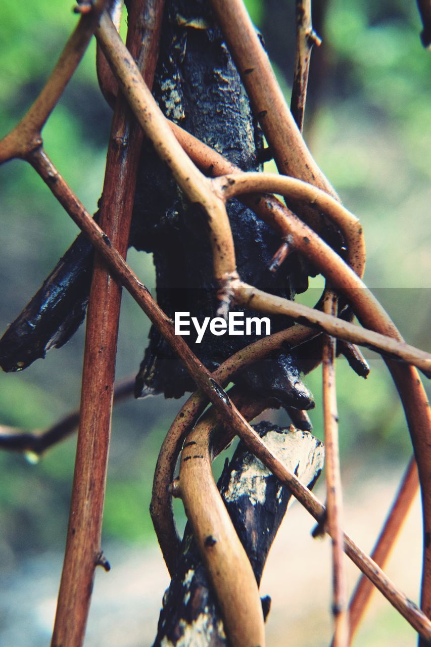 CLOSE-UP OF RUSTY METAL CHAIN ON TREE