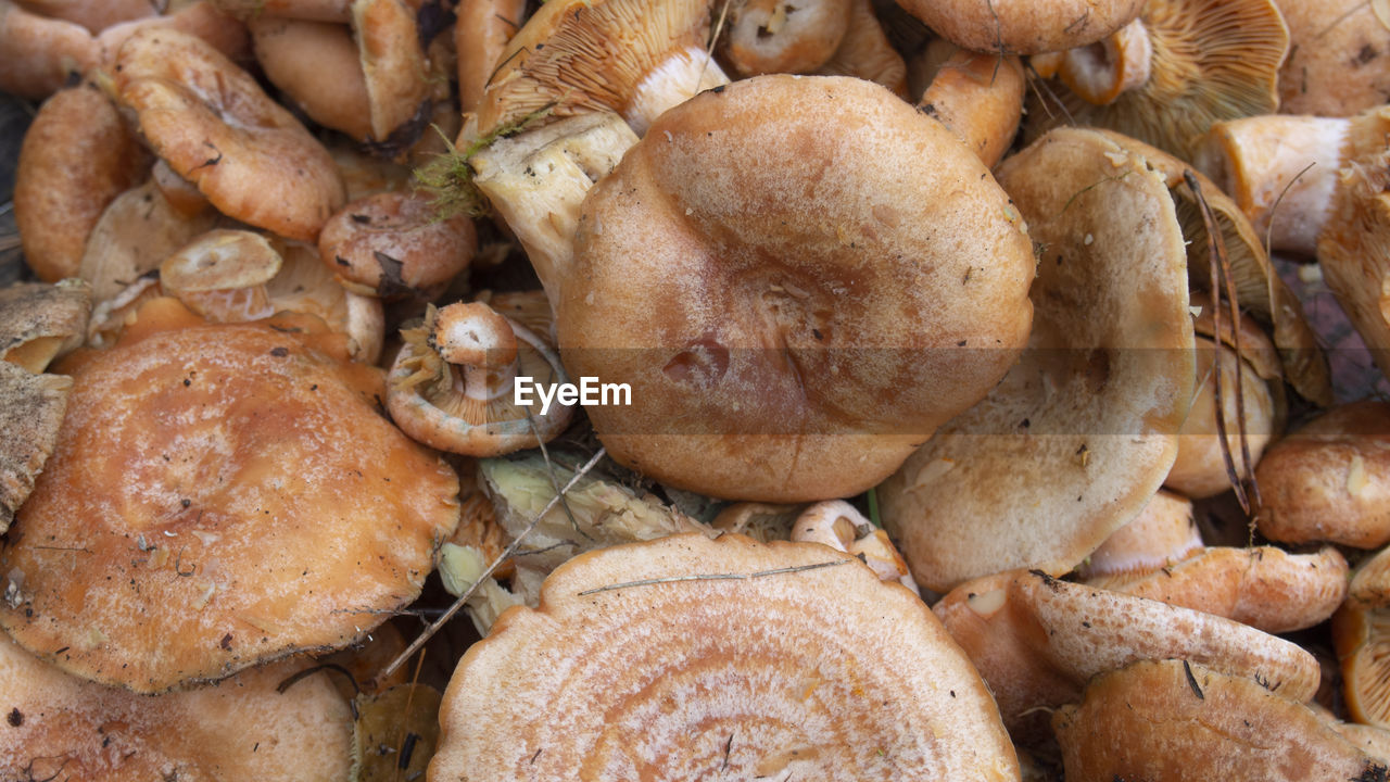 HIGH ANGLE VIEW OF MUSHROOMS