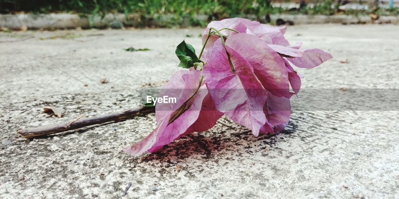 CLOSE-UP OF PINK FLOWERS ON PLANT