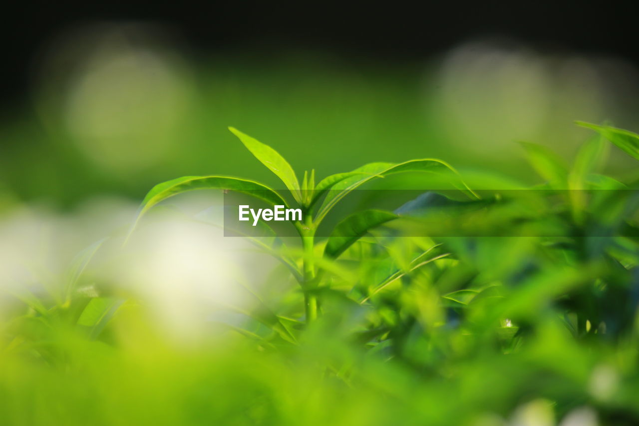 CLOSE-UP OF FRESH GREEN PLANT