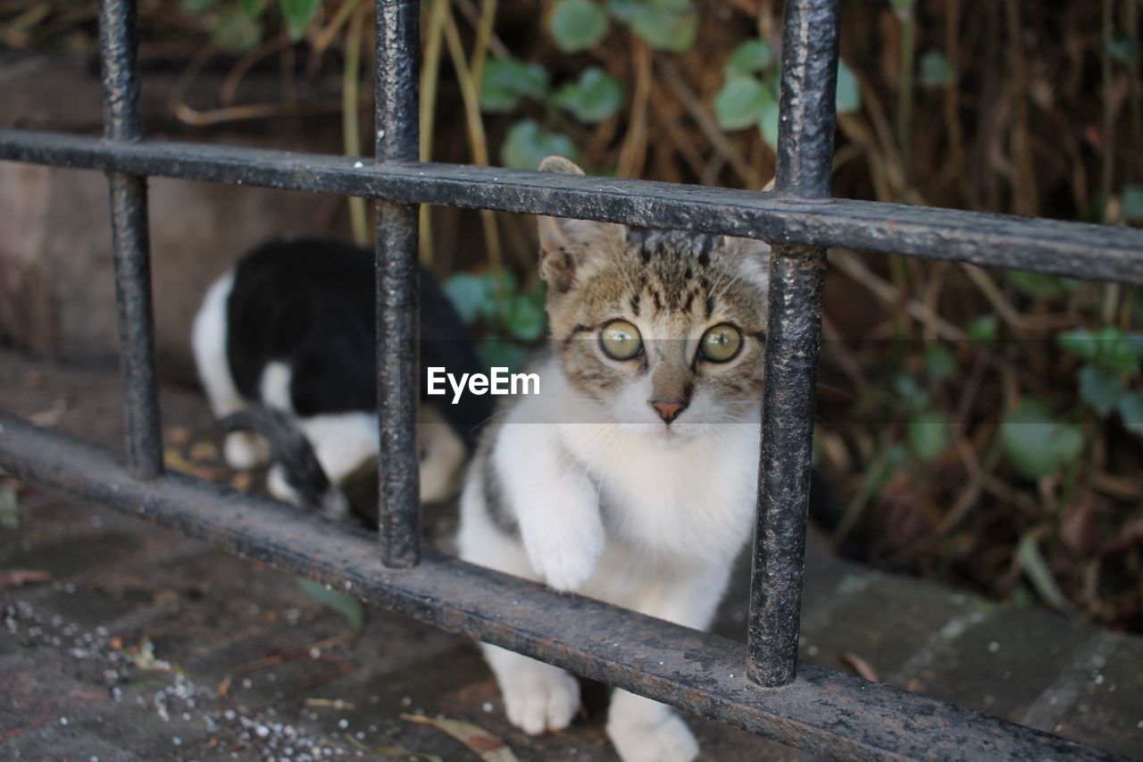 Close-up portrait of kitten behind fence