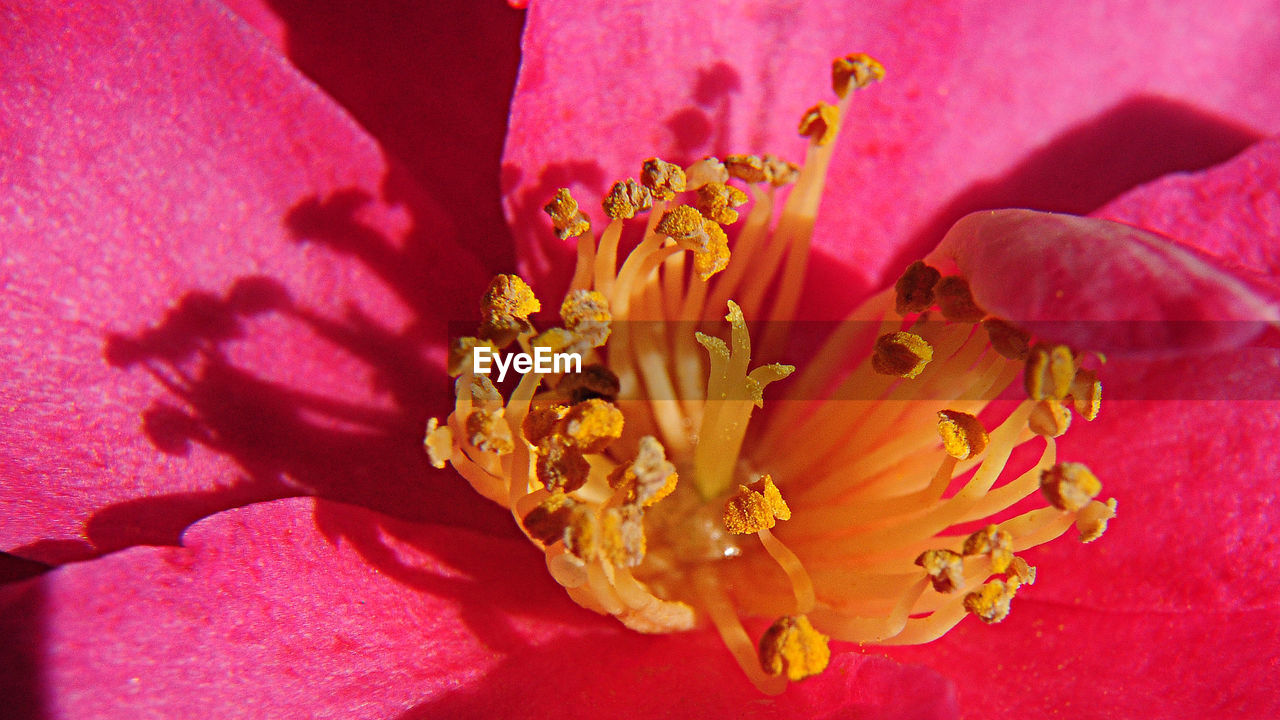 Close-up of pink flower