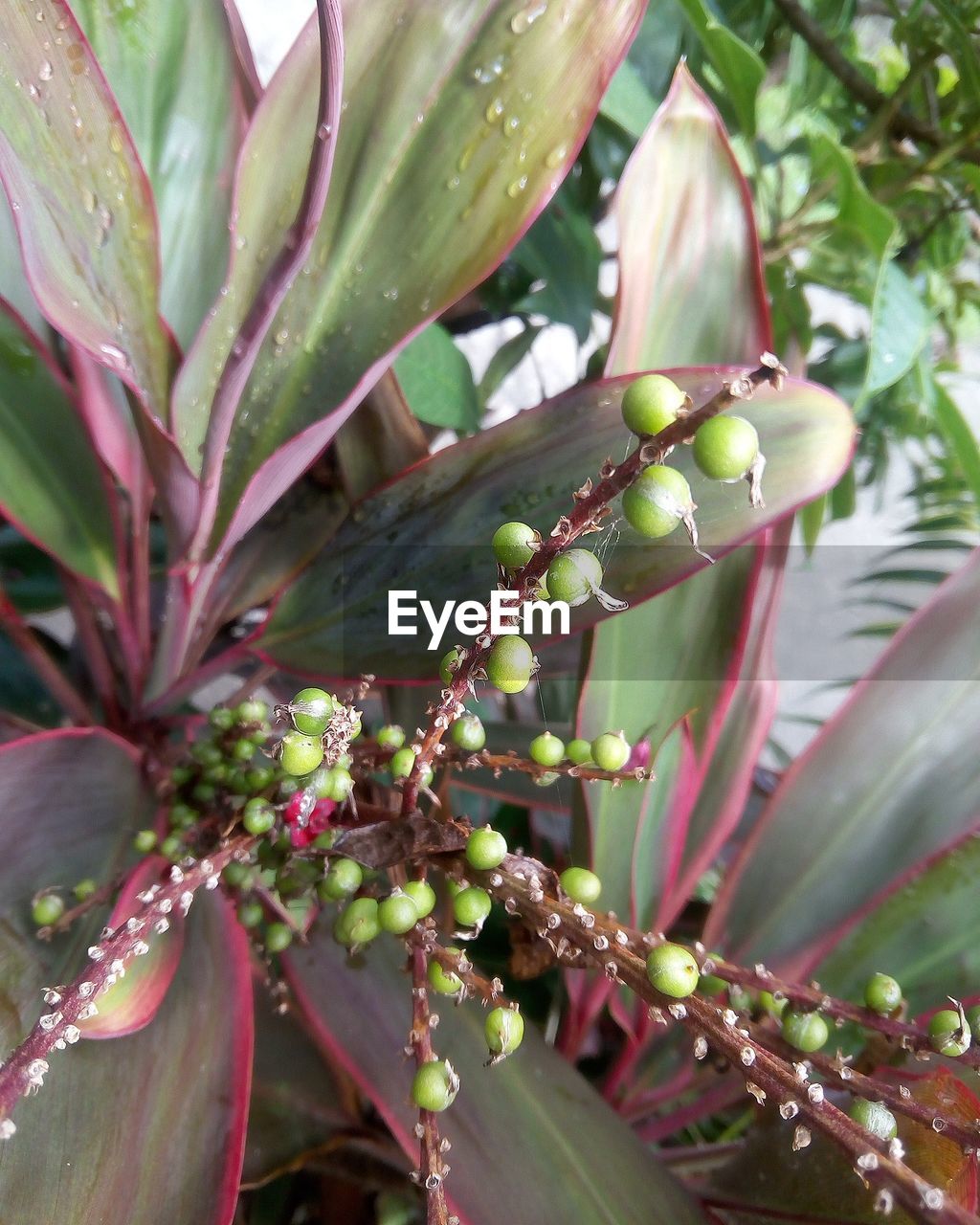 CLOSE-UP OF PLANT GROWING OUTDOORS