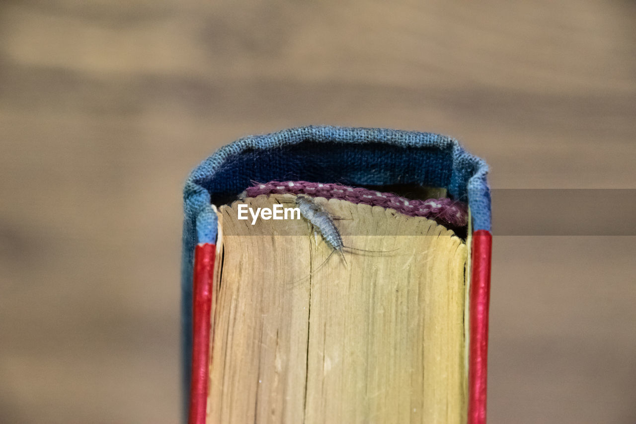 Close-up of insect on book