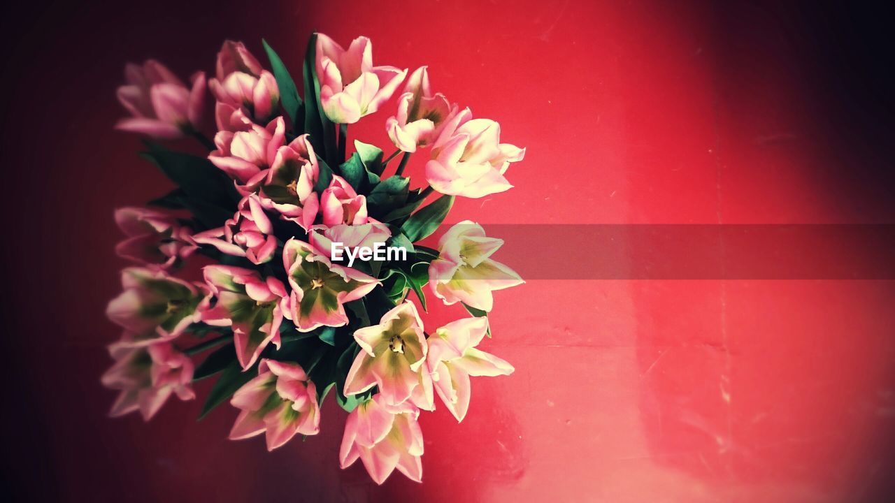 High angle view of tulips on red table