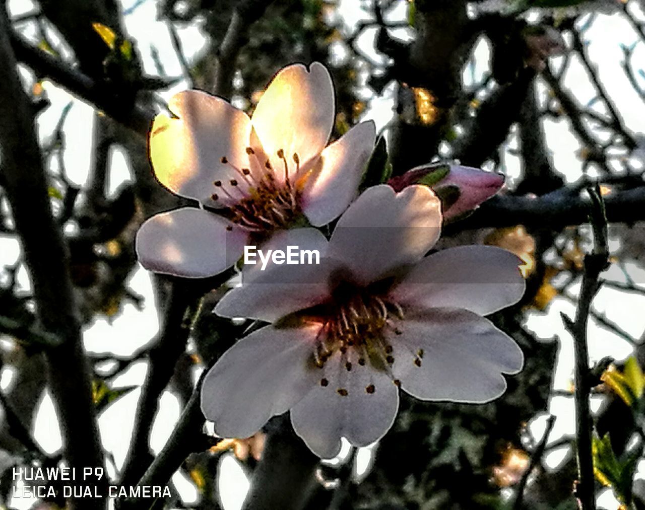 CLOSE-UP OF FLOWERS AND TREE