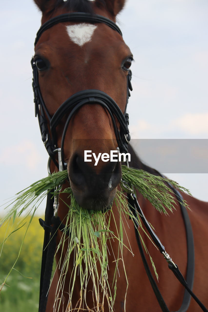 horse, animal, animal themes, animal wildlife, one animal, close-up, domestic animals, mammal, halter, animal body part, bridle, nature, brown, pet, livestock, adult, rein, animal head, sky, one person, focus on foreground, day, outdoors, activity, mane