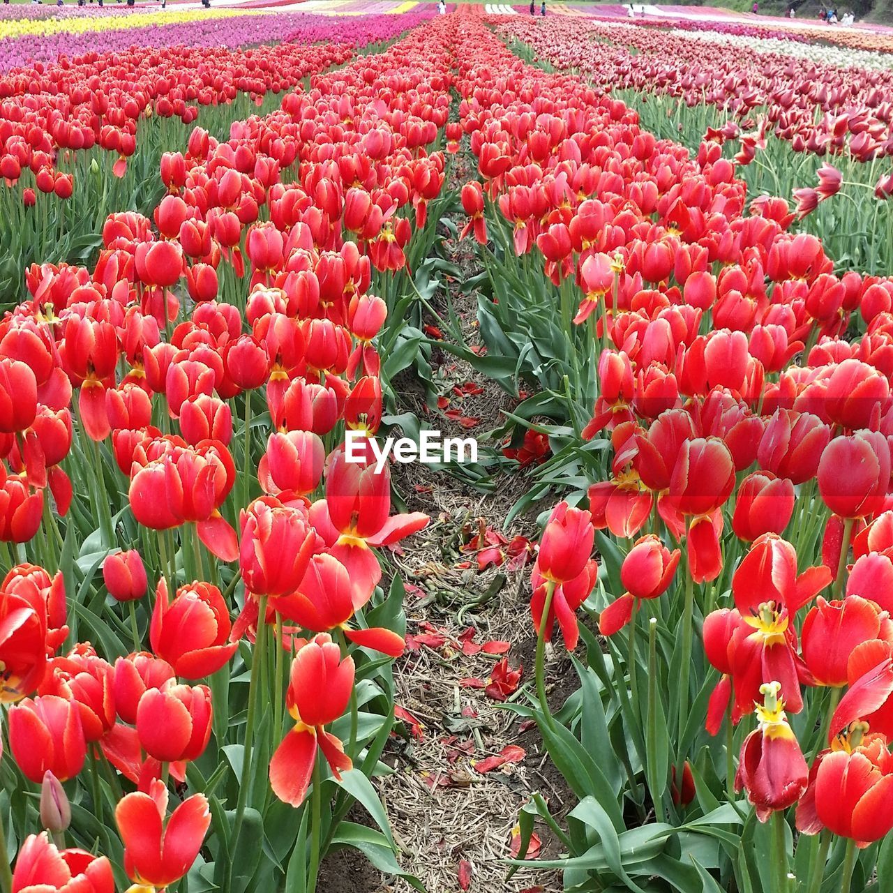 Close-up of red tulips blooming in field