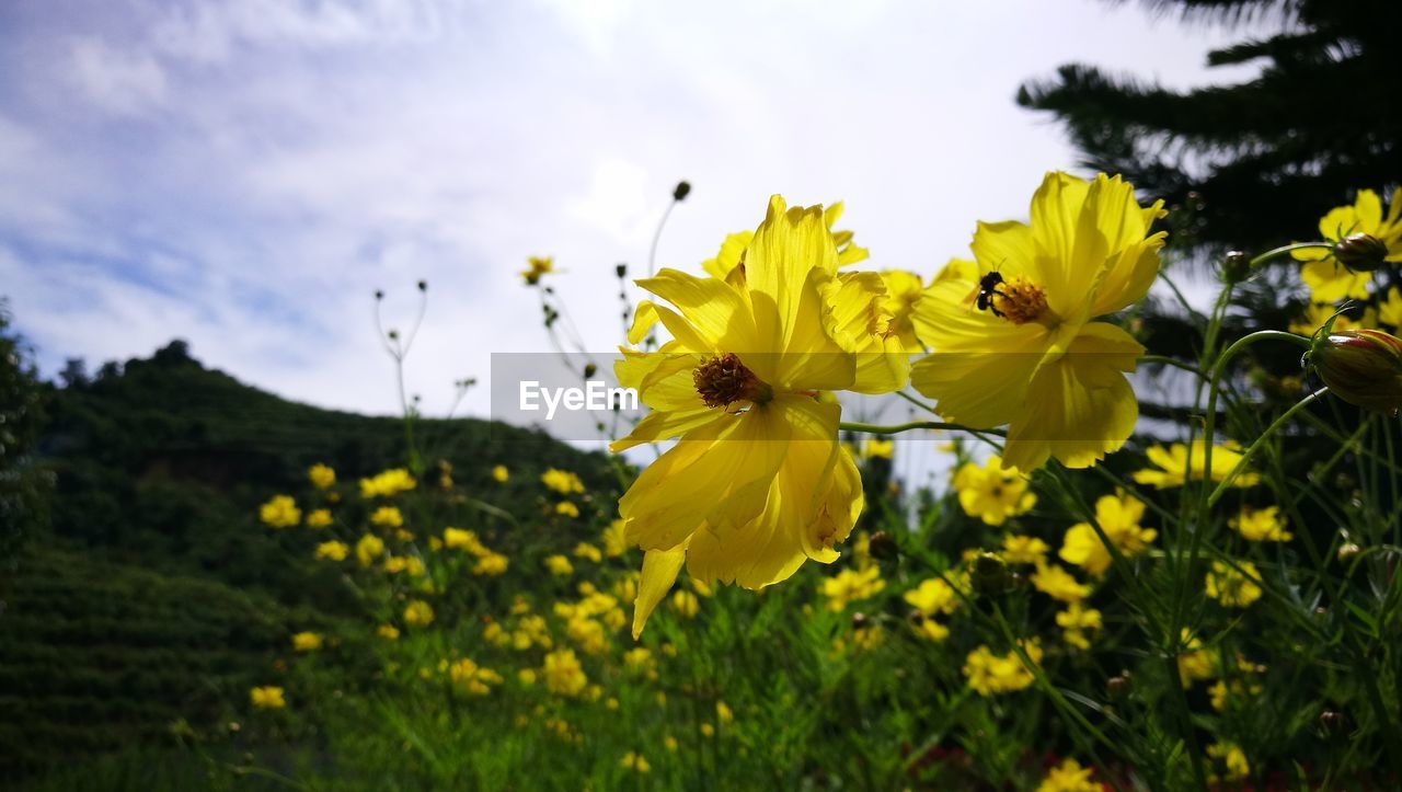 CLOSE-UP OF YELLOW FLOWERING PLANTS