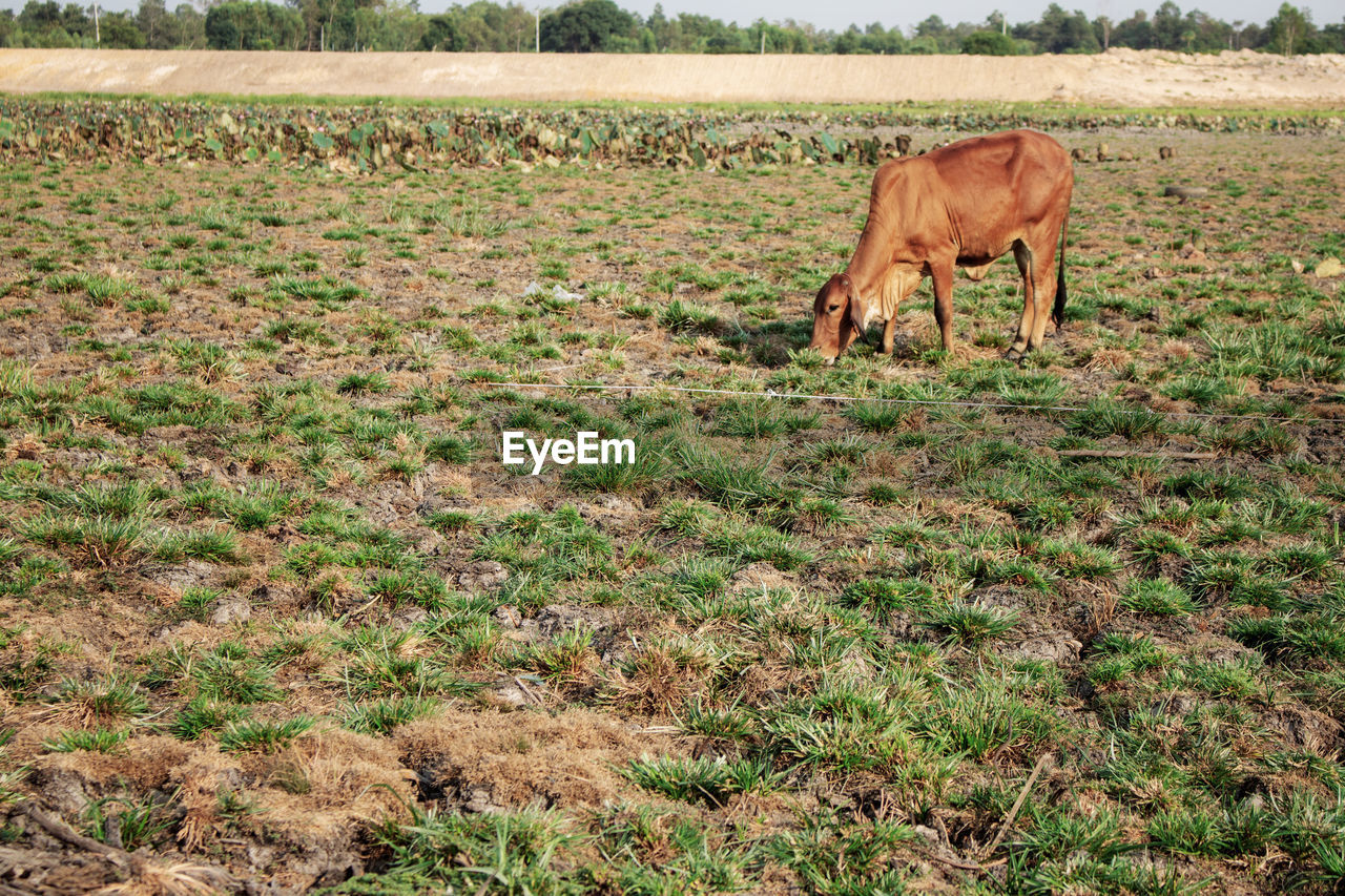 horse standing on field