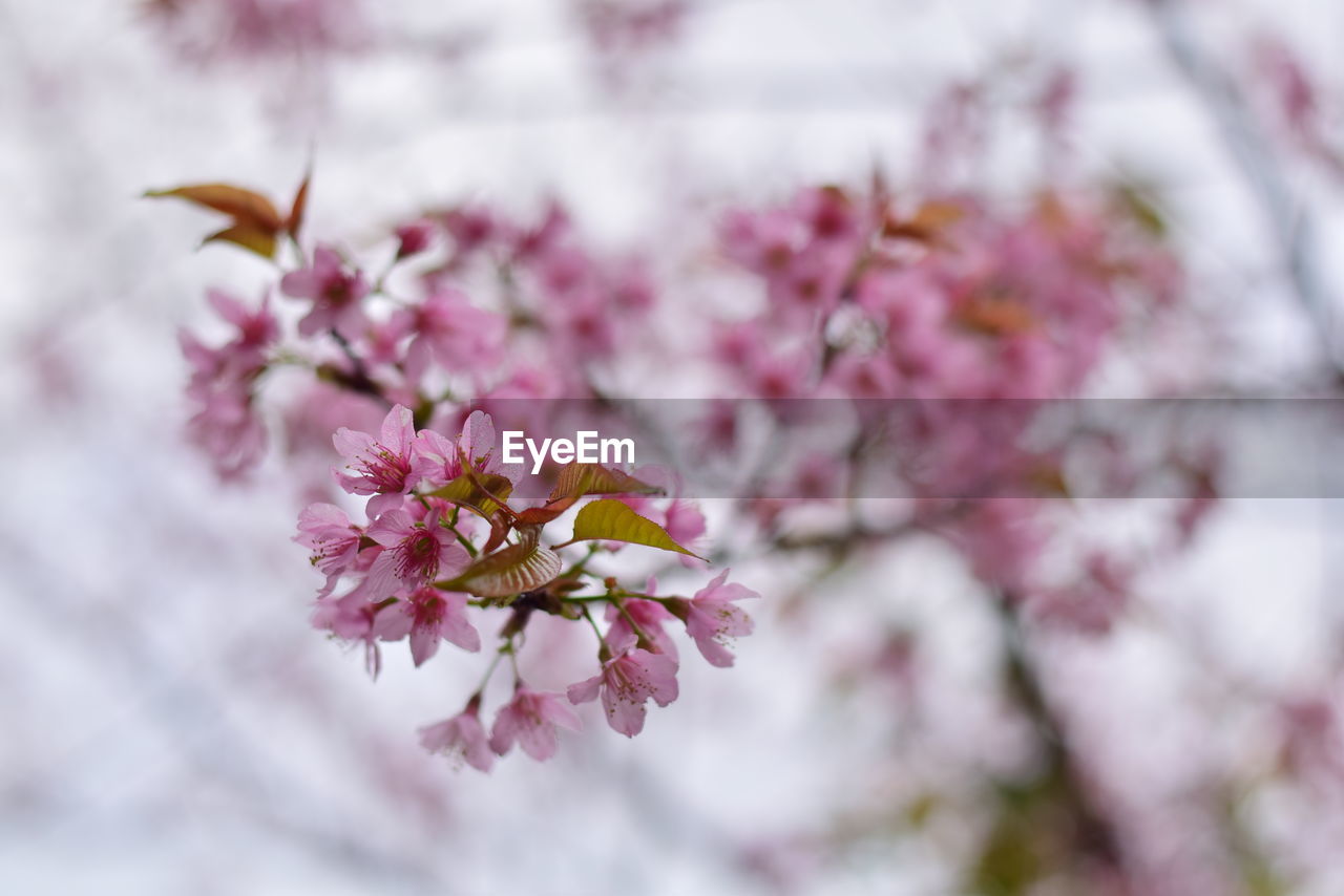 Close-up of pink cherry blossoms tiger queen