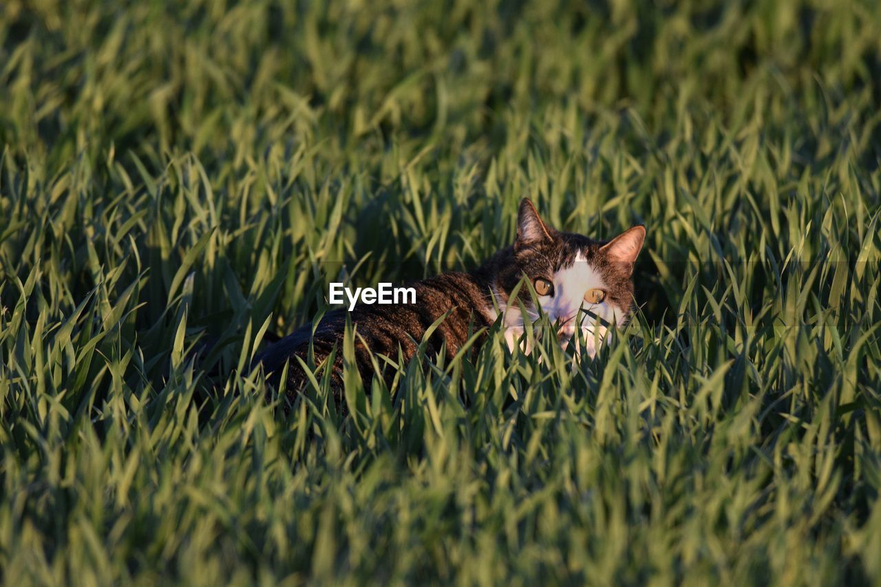 Cat hidden in grass