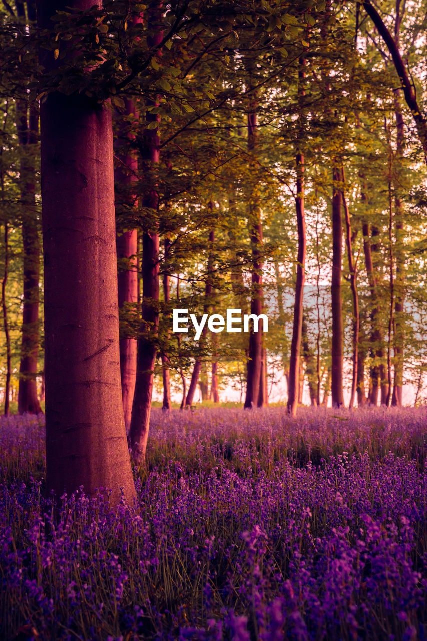 plant, tree, beauty in nature, land, flower, flowering plant, woodland, nature, growth, tree trunk, trunk, purple, landscape, leaf, tranquility, scenics - nature, environment, forest, freshness, tranquil scene, sunlight, no people, field, autumn, outdoors, idyllic, rural scene, non-urban scene, day, springtime, fragility, abundance, agriculture, morning