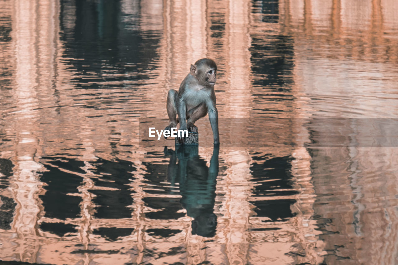 View of a monkey in a lake