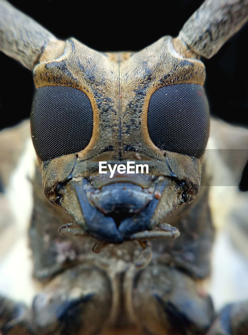 CLOSE-UP PORTRAIT OF AN ANIMAL