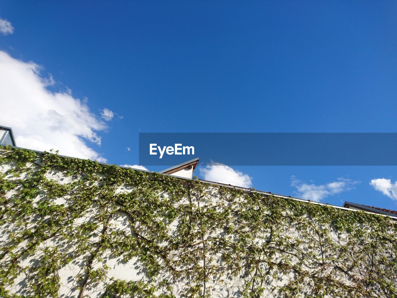 Low angle view of ivies growing on wall against sky