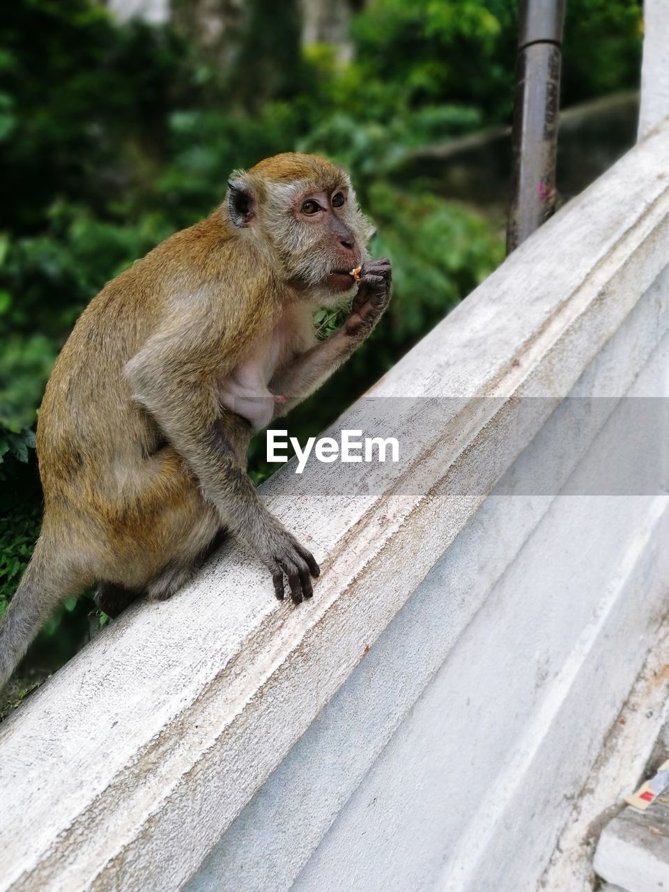 Monkey in batu cave malaysia