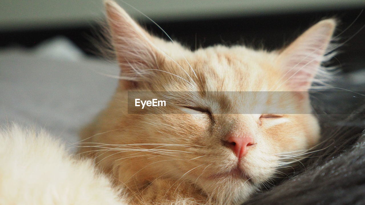 CLOSE-UP OF A CAT SLEEPING ON BED