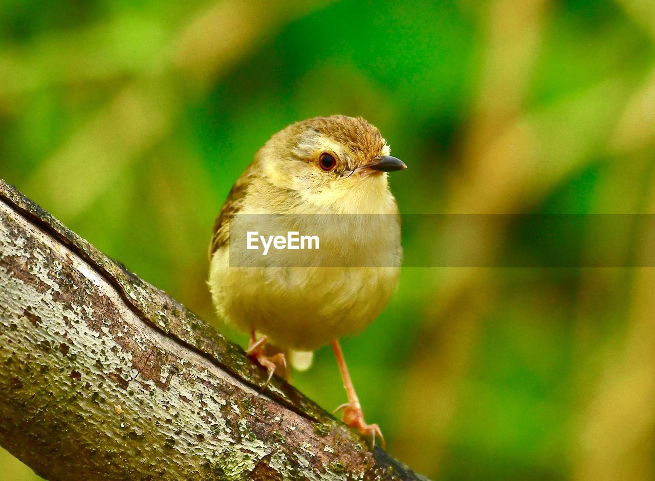 CLOSE-UP OF SPARROW PERCHING ON TREE