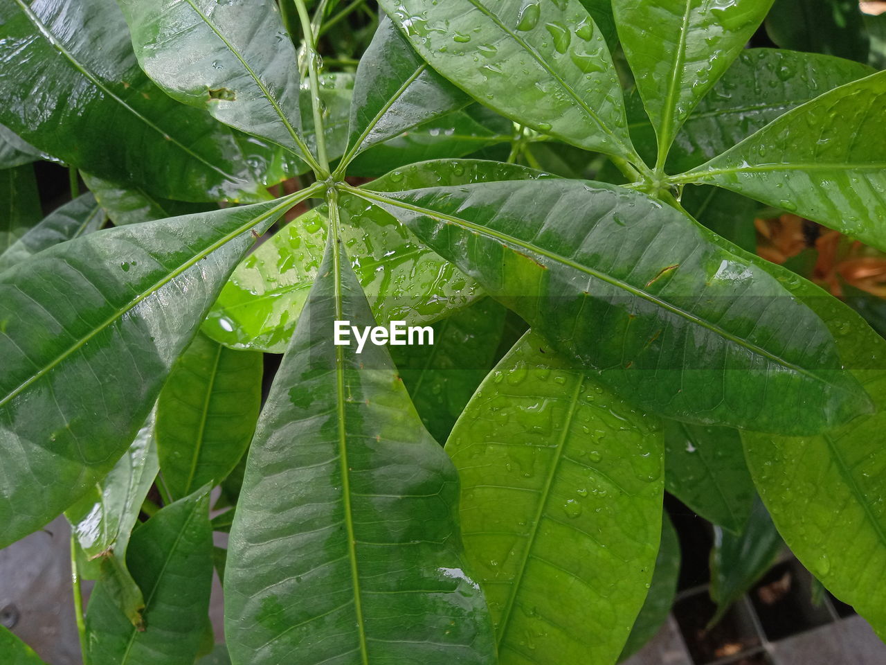 CLOSE-UP OF WET PLANT LEAVES DURING RAINY SEASON