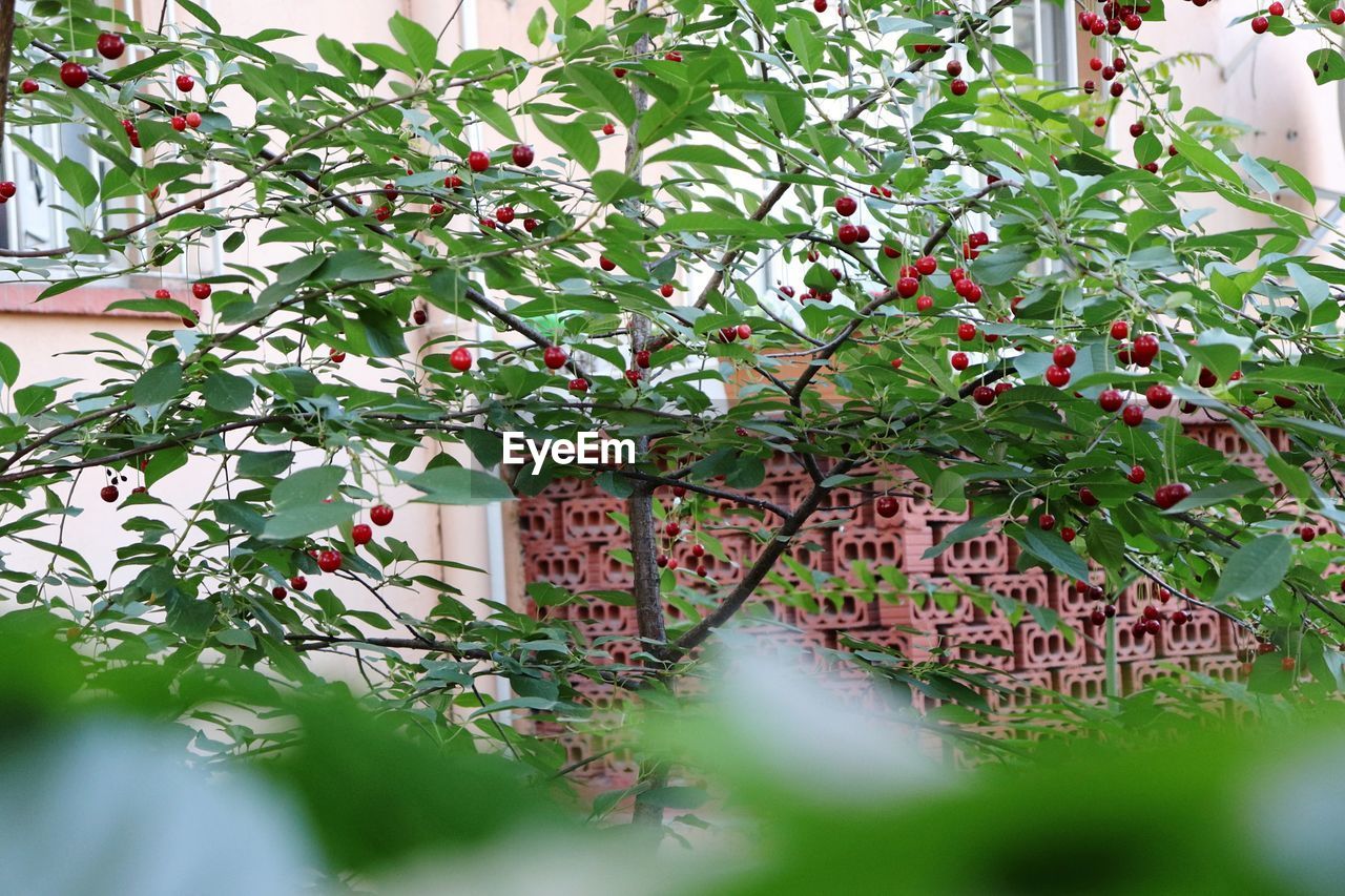 CLOSE-UP OF FLOWERING PLANTS AGAINST TREE