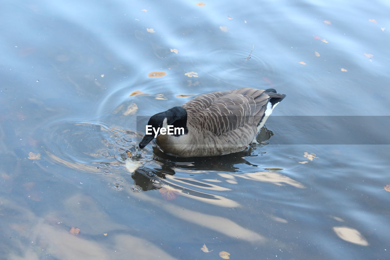 High angle view of canada goose swimming in river