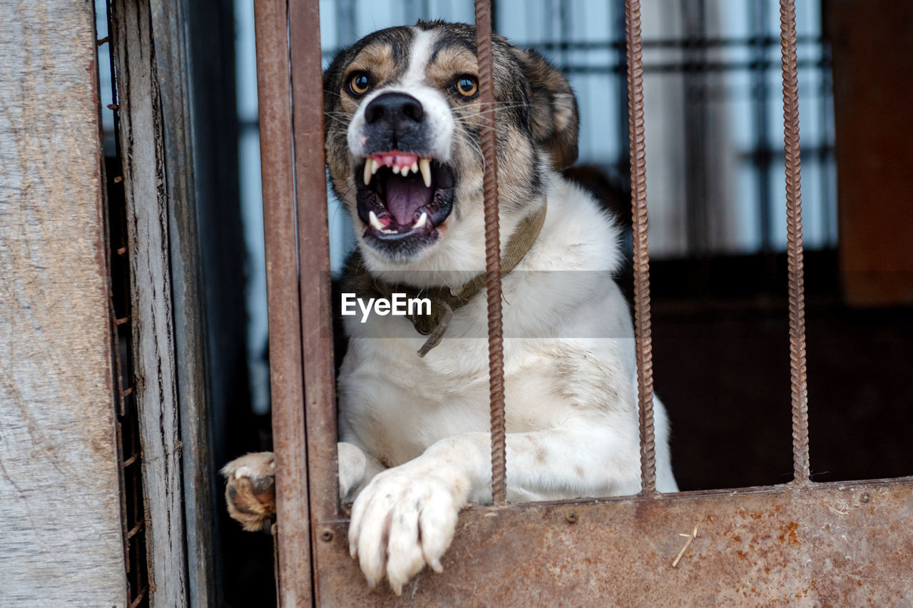 Angry mongrel dog in a cage at an animal shelter. portrait of an angry dog barking into the camera 