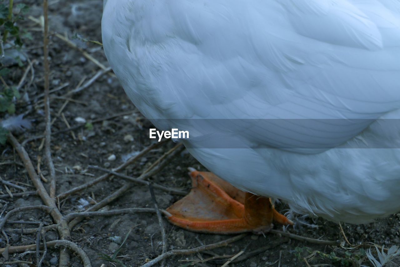 CLOSE-UP OF A BIRD PERCHING ON A FIELD