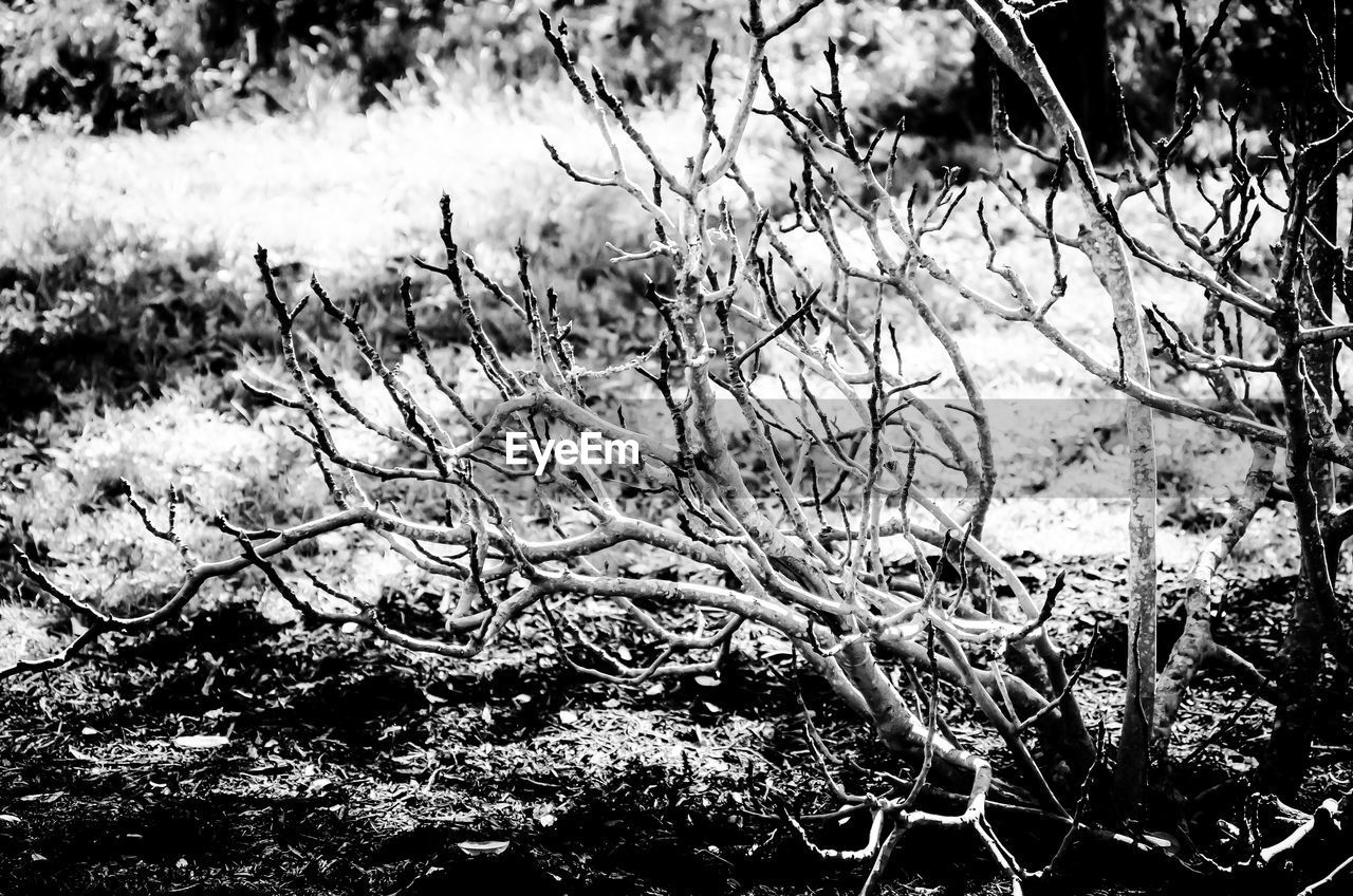 CLOSE-UP OF BARE TREES