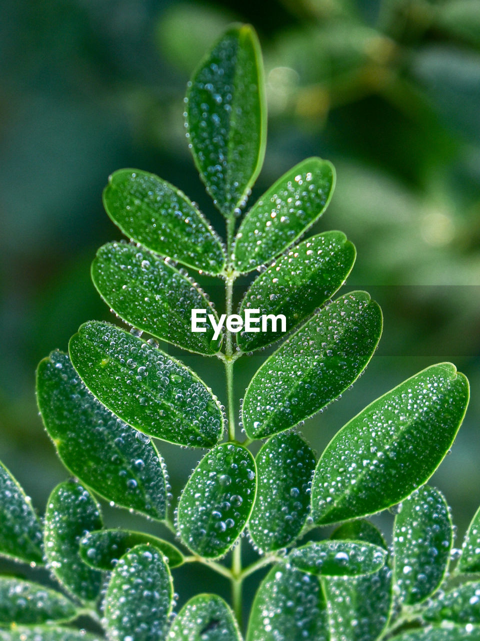 Close-up of raindrops on green leaves