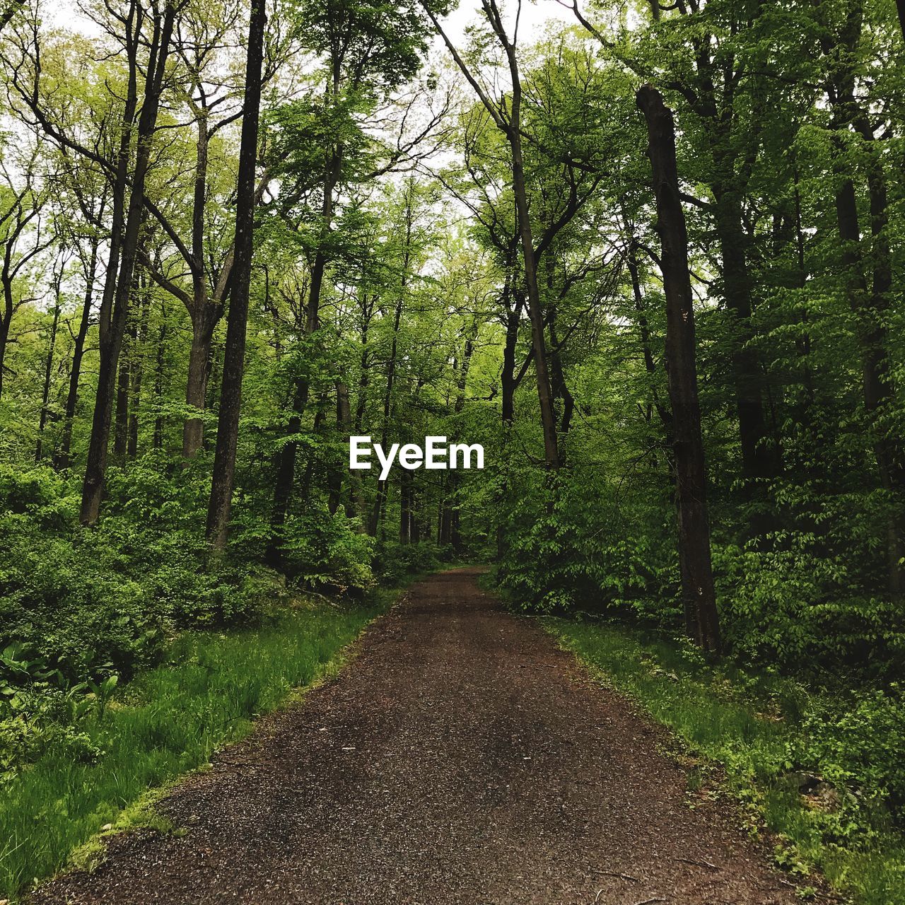 VIEW OF EMPTY ROAD IN FOREST