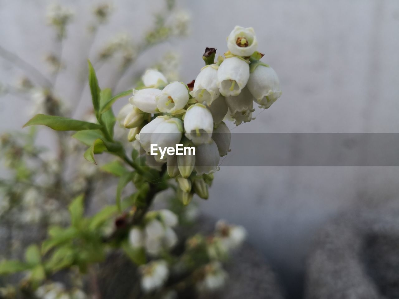 CLOSE-UP OF CHERRY BLOSSOM