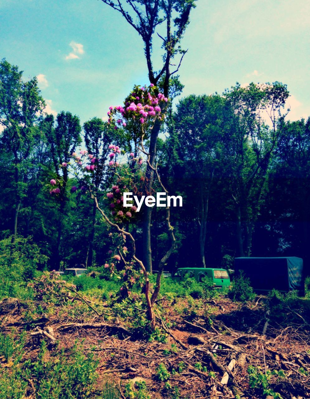 PLANTS GROWING ON TREE TRUNK