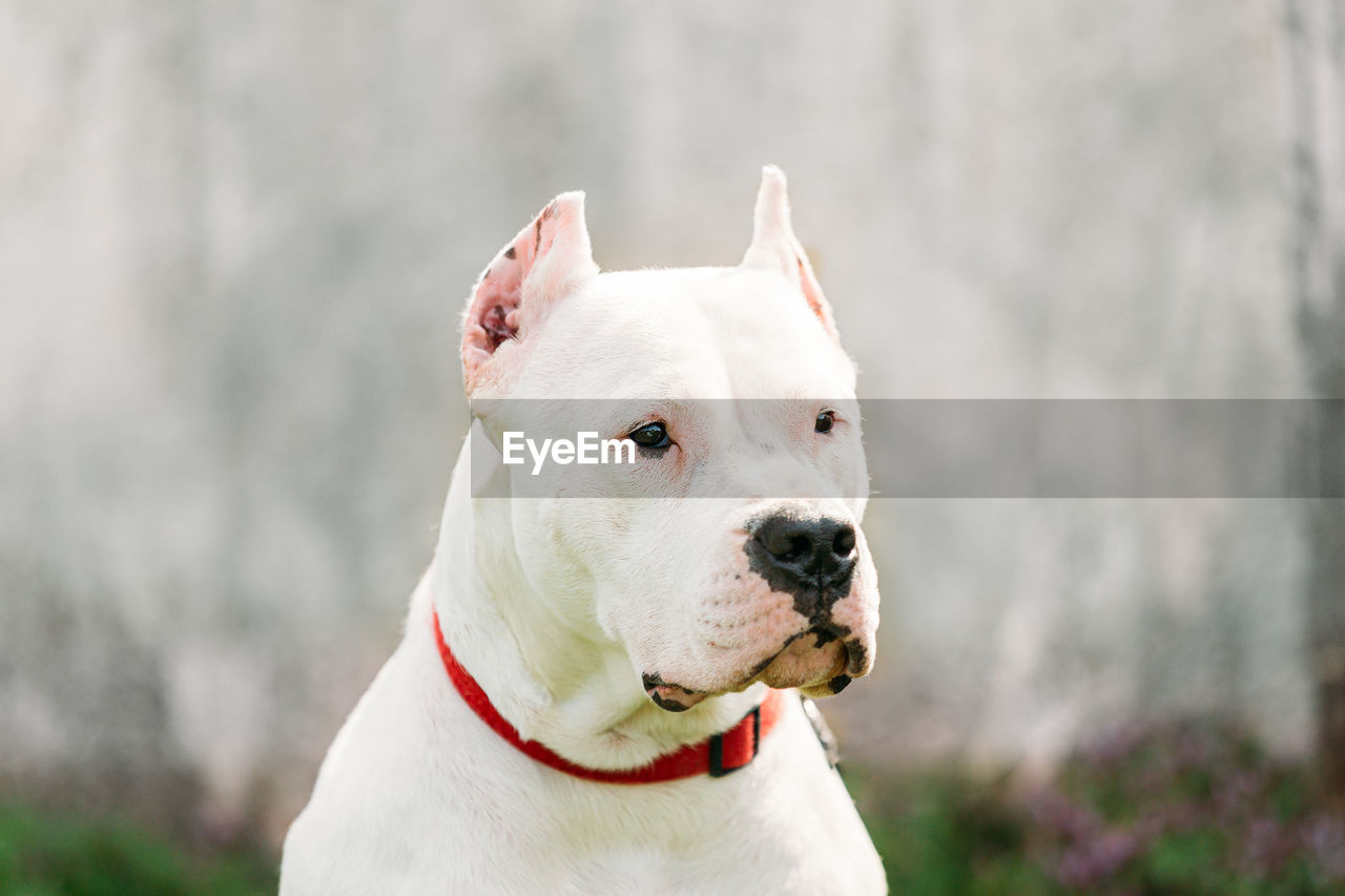 close-up portrait of dog