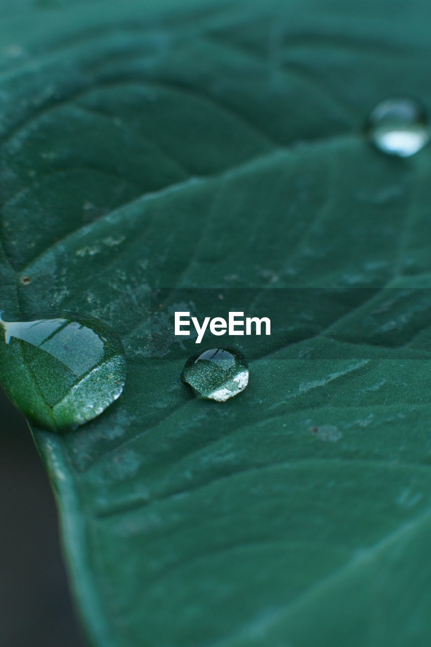 CLOSE-UP OF WATER DROPS ON LEAVES