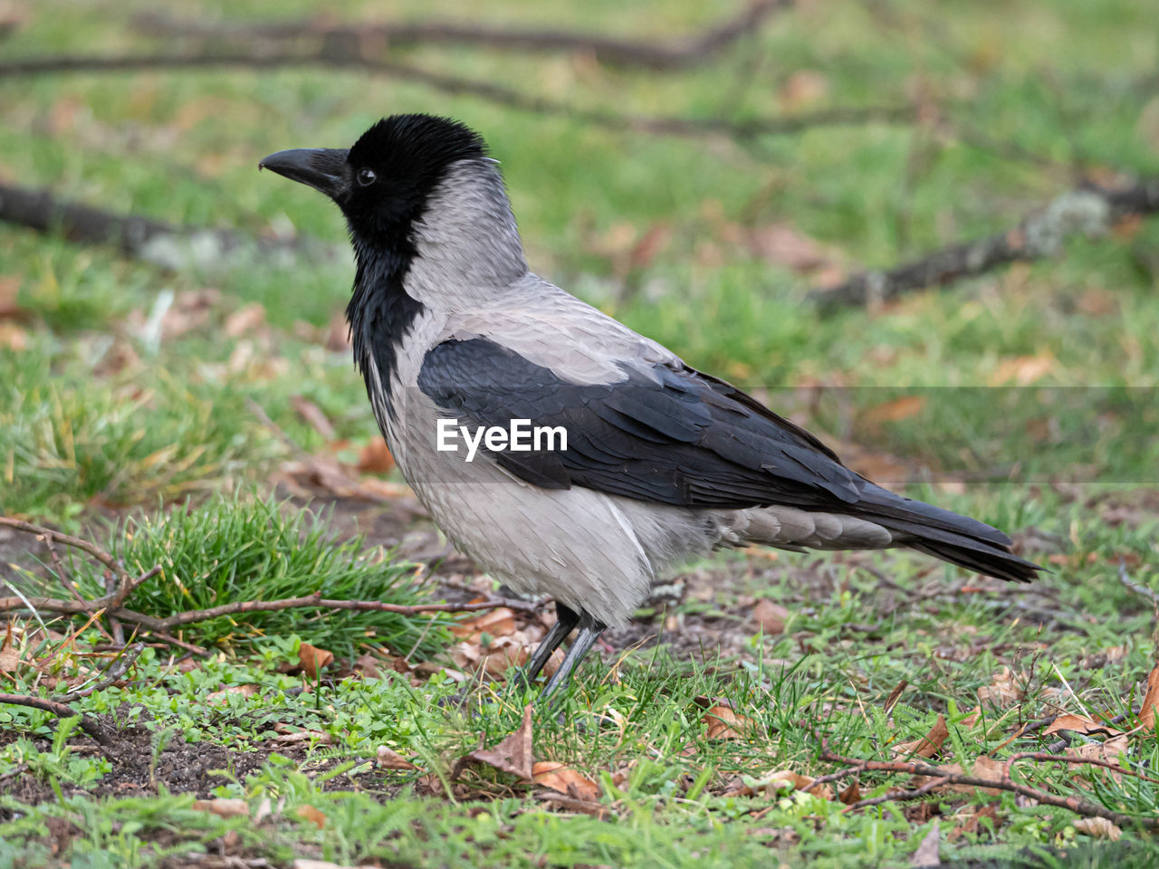 Close-up of bird perching on grass