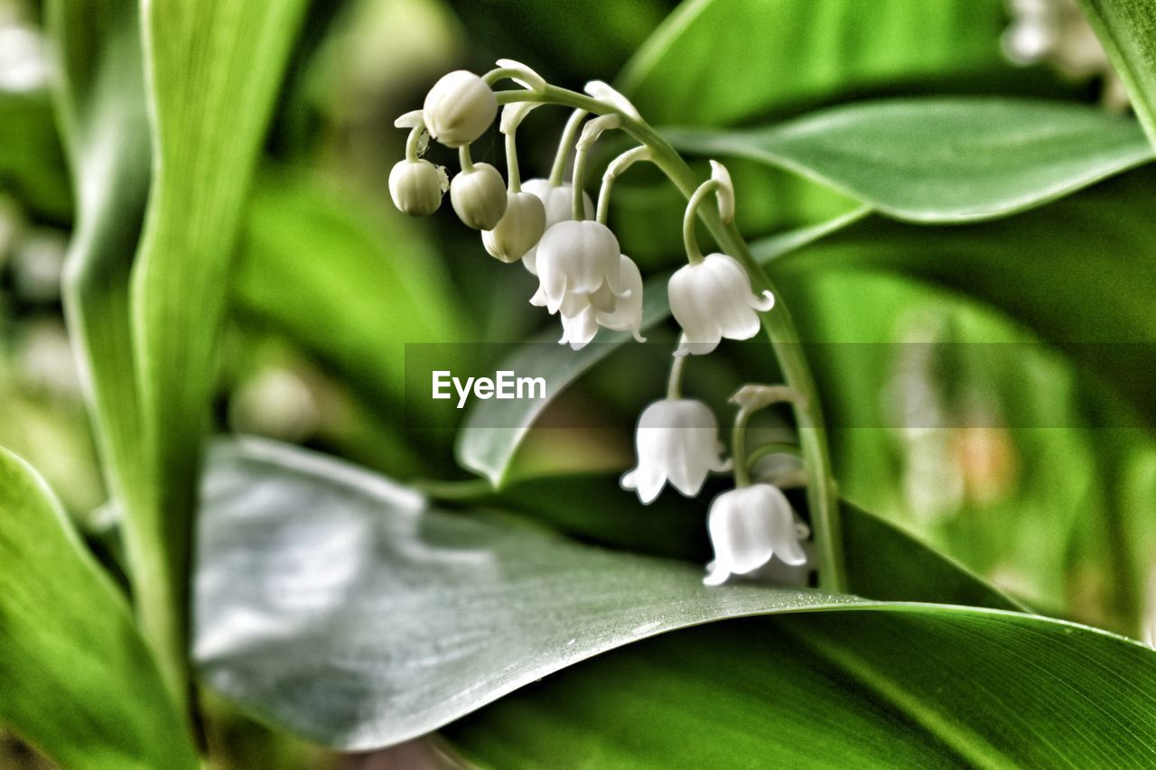 Close-up of white flowering plant