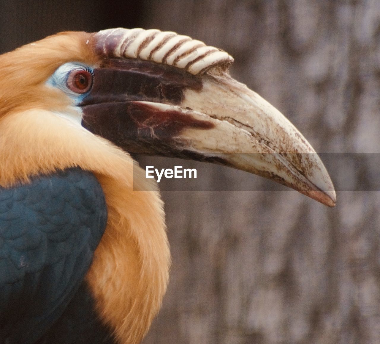 Close-up of bird