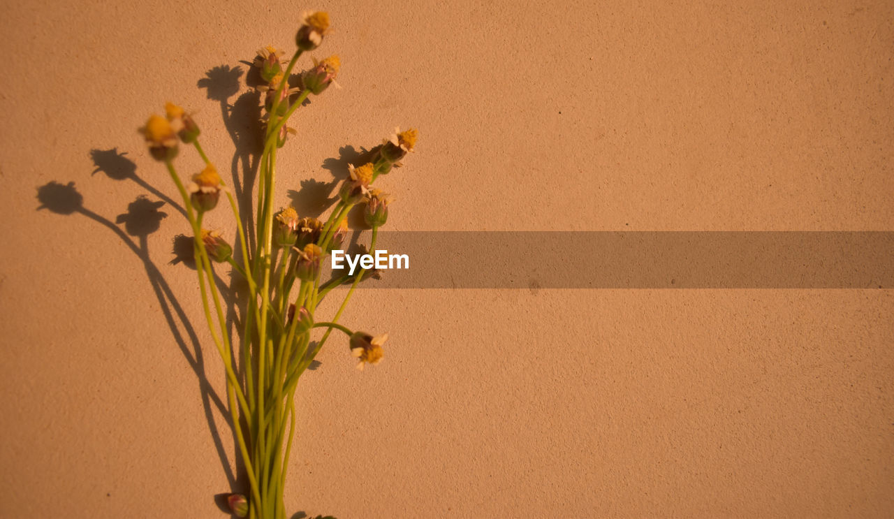 CLOSE-UP OF PLANT AGAINST WALL