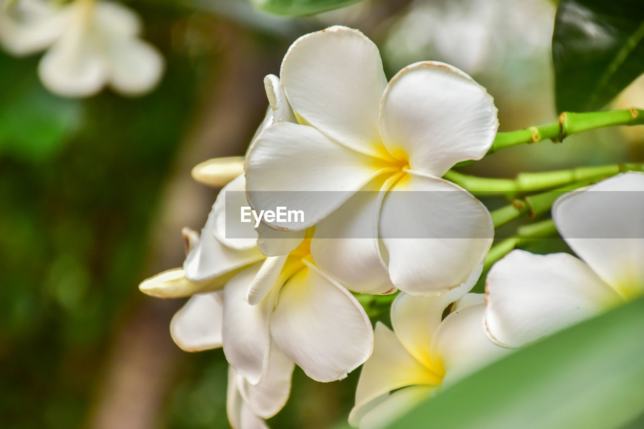 Plumeria flower group blooming in the tree on background view.