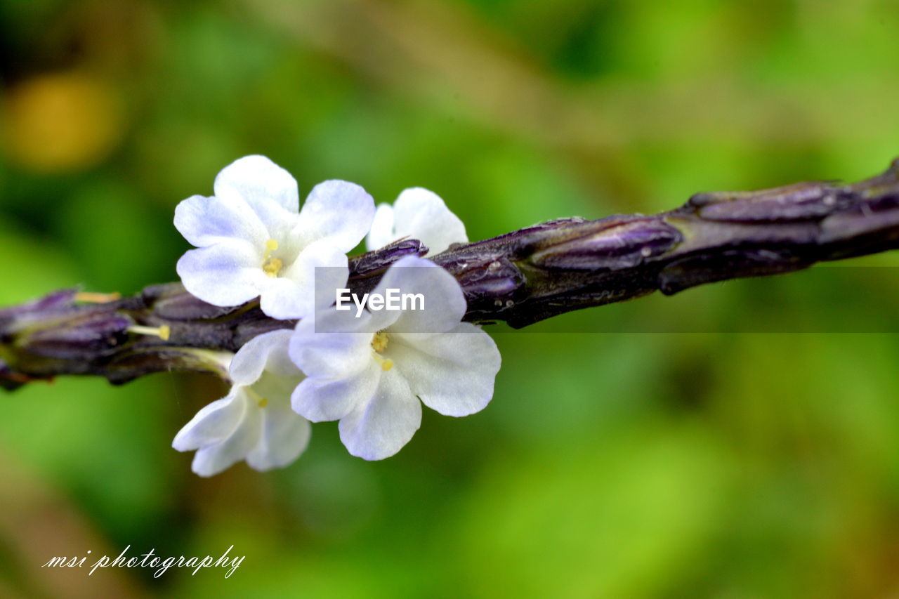 CLOSE-UP OF INSECT ON BRANCH