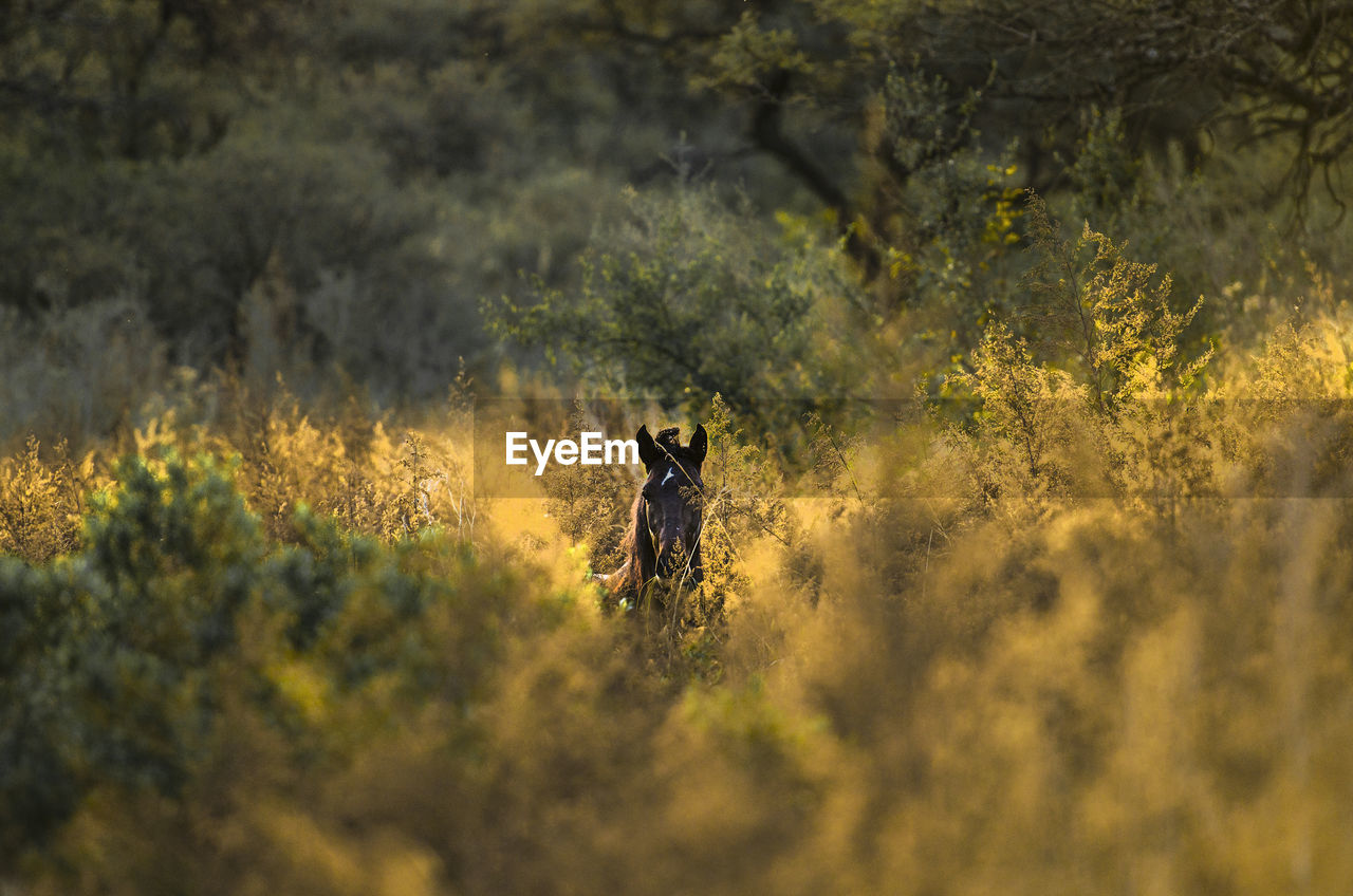 Horse in the forest